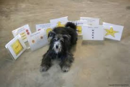 Hund ligger bland rallyskyltar