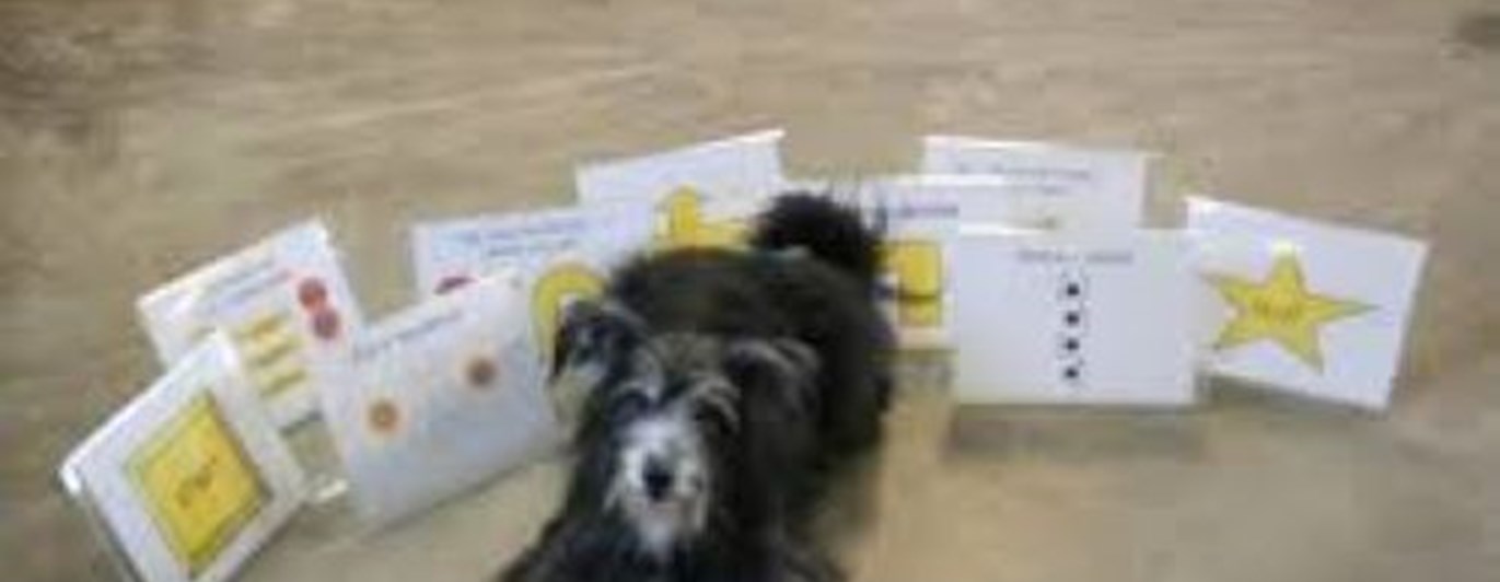 Hund ligger bland rallyskyltar