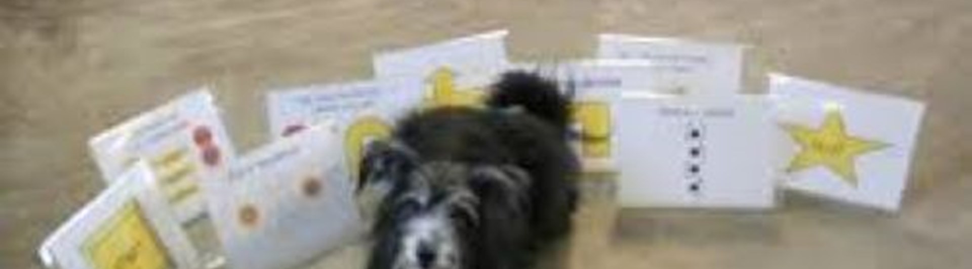 Hund ligger bland rallyskyltar