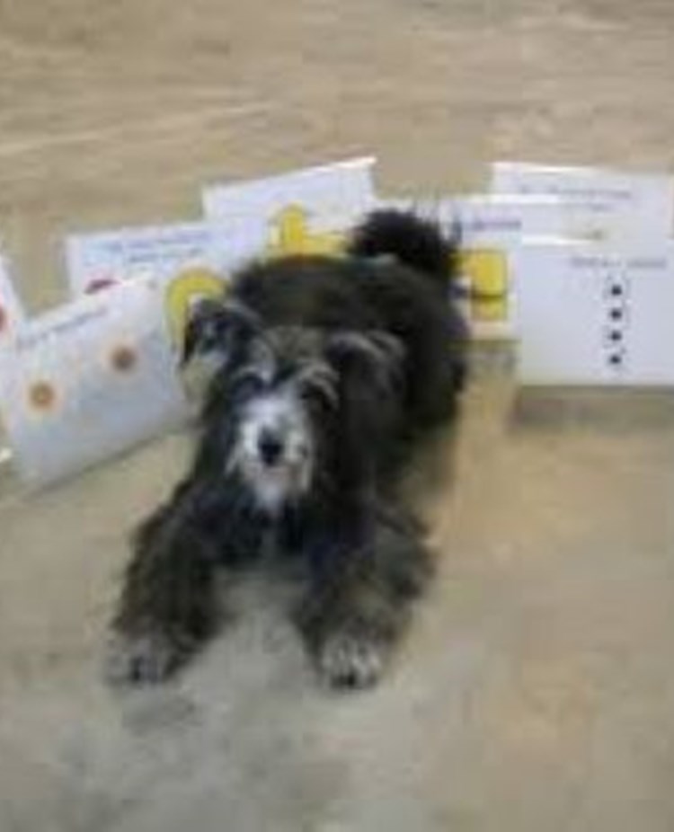 Hund ligger bland rallyskyltar