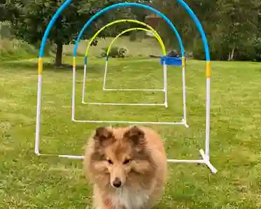 Liten hund tränar Hoopers