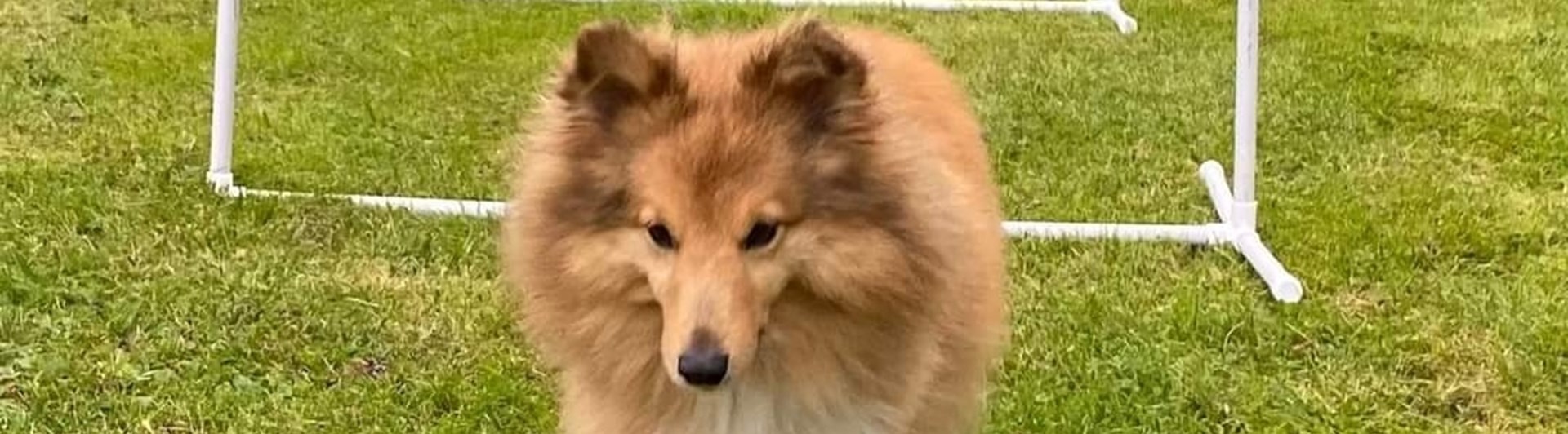 Liten hund tränar Hoopers