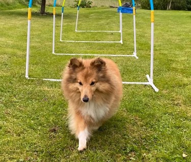 Liten hund tränar Hoopers