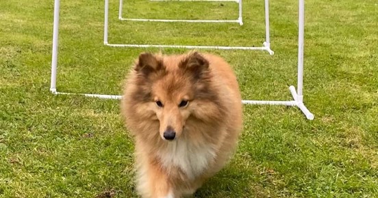 Liten hund tränar Hoopers