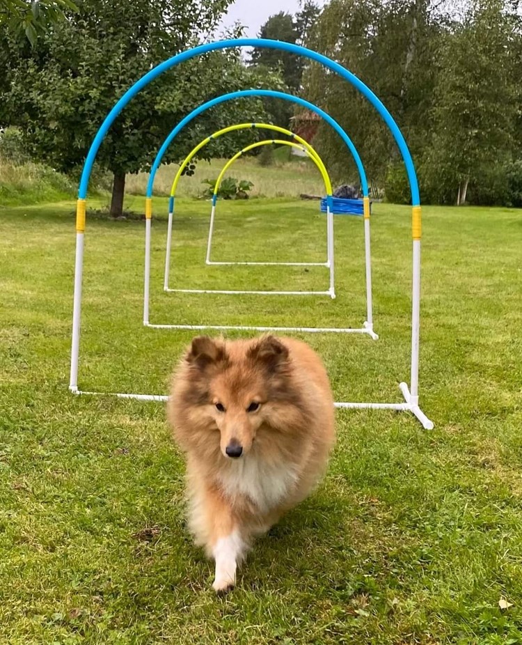 Liten hund tränar Hoopers