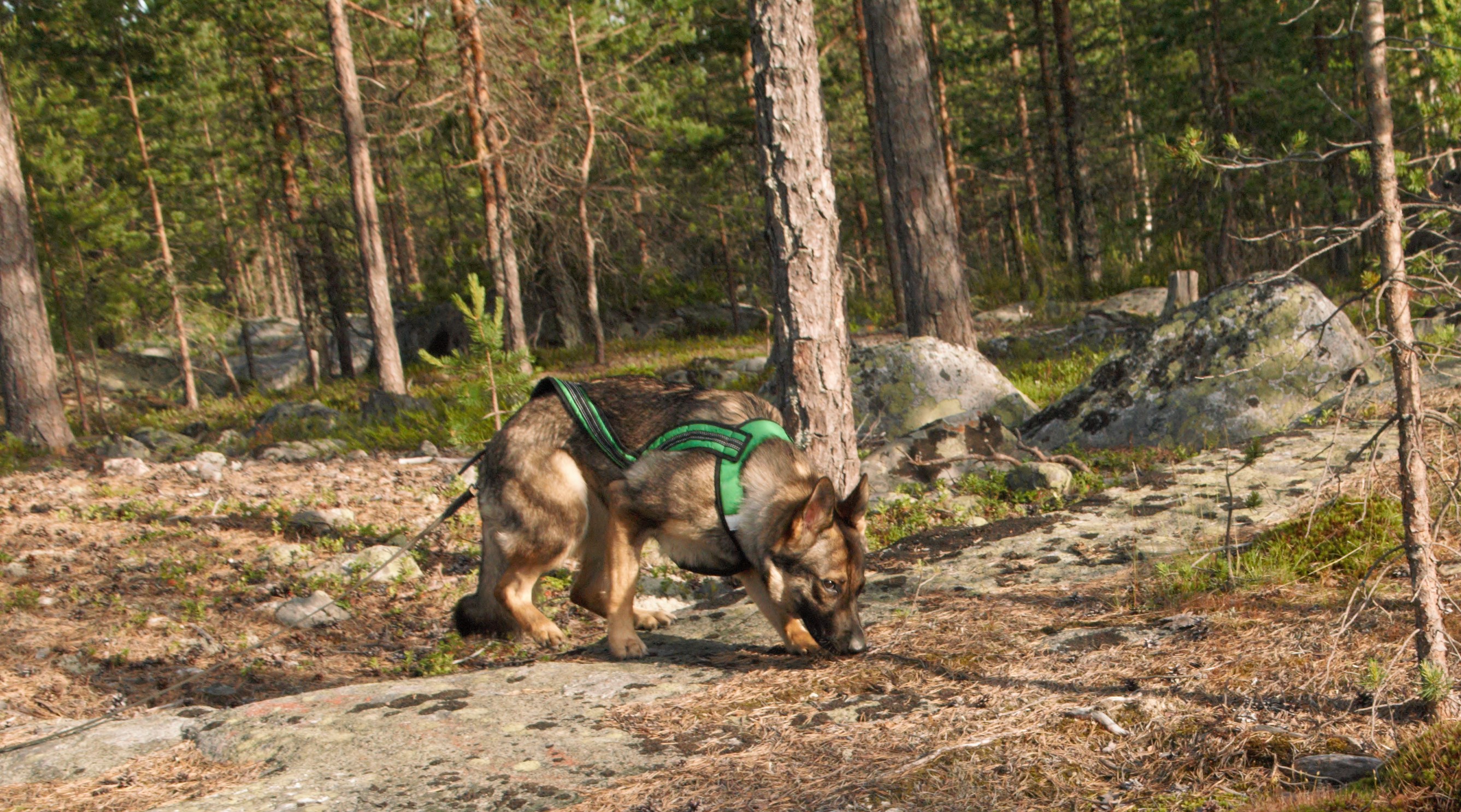 En schäfer som spårar i skogen, Fotograf Viktoria Berg