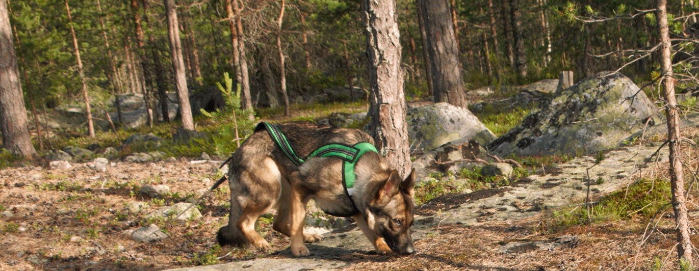 En schäfer som spårar i skogen, Fotograf Viktoria Berg