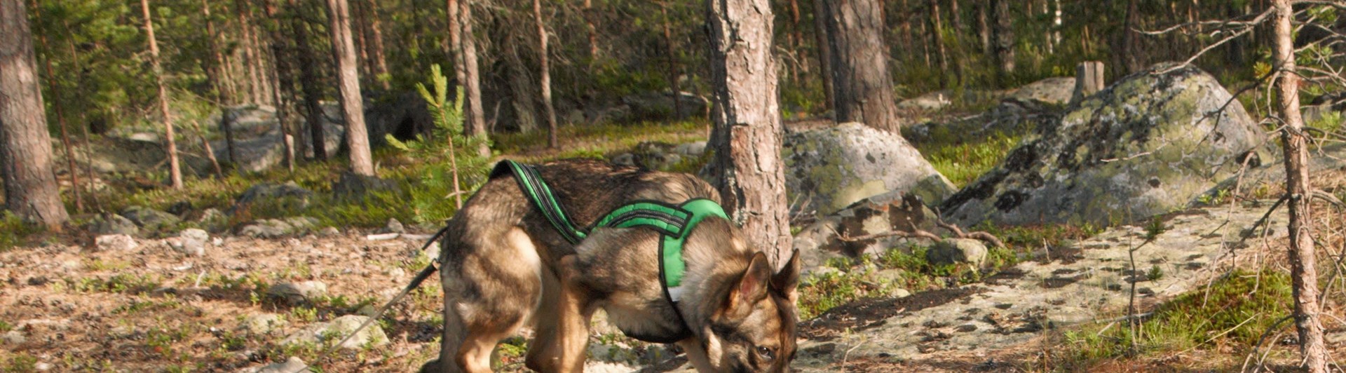 En schäfer som spårar i skogen, Fotograf Viktoria Berg