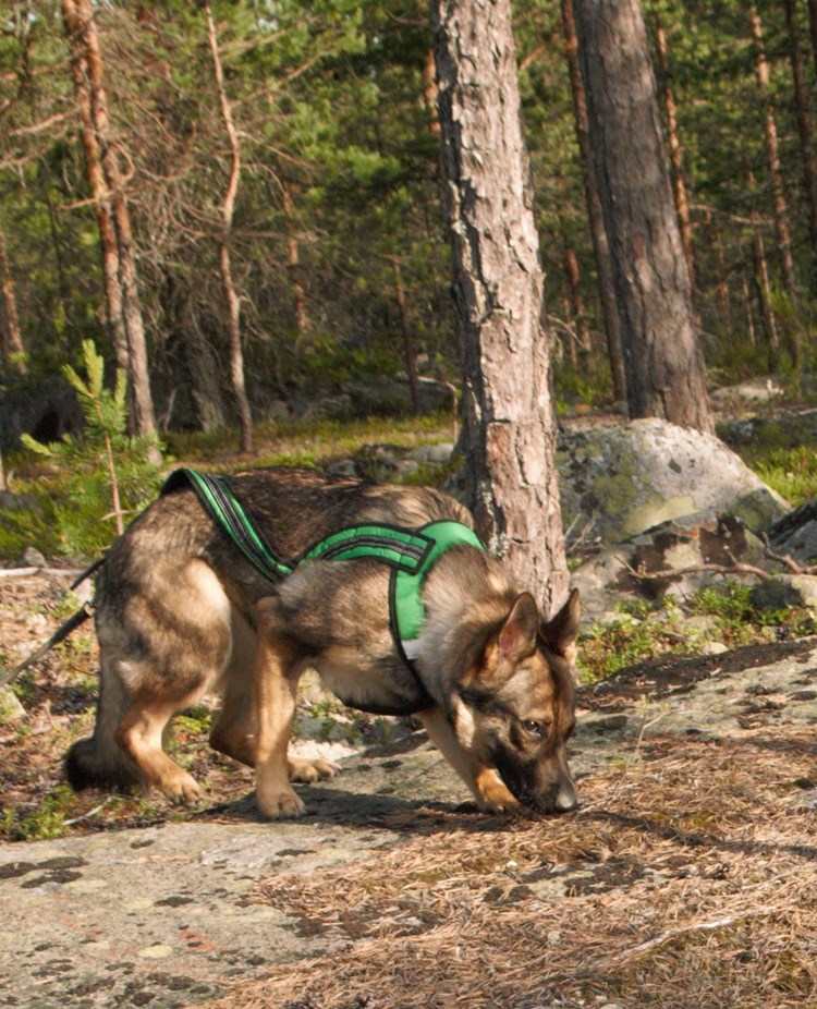 En schäfer som spårar i skogen, Fotograf Viktoria Berg