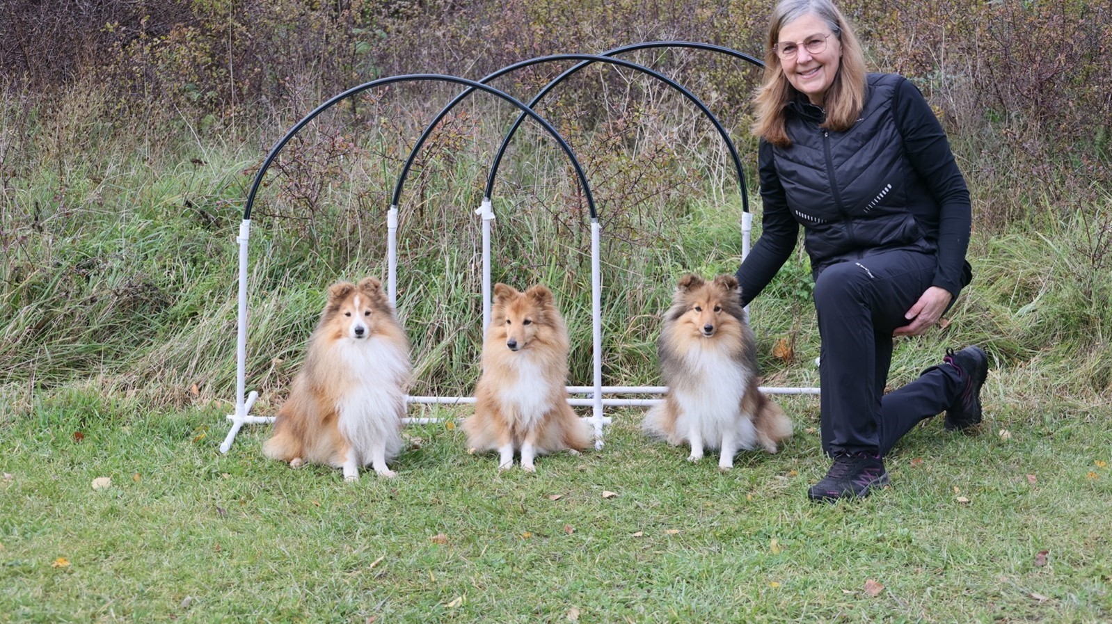 3 st Shelties med matte vid hoopershinder