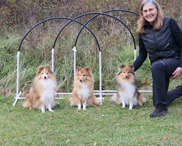 3 st Shelties med matte vid hoopershinder