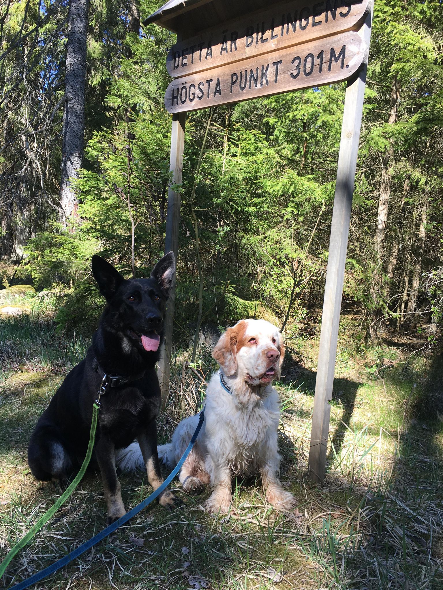 Två hundar som sitter vid en skogsstig