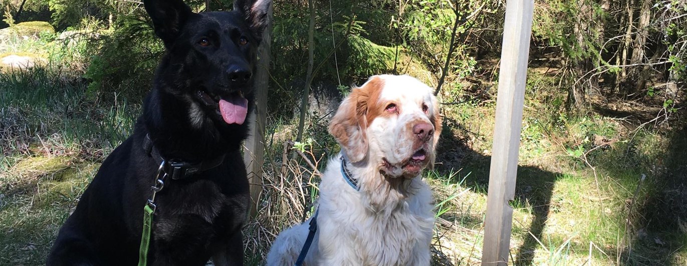 Två hundar som sitter vid en skogsstig