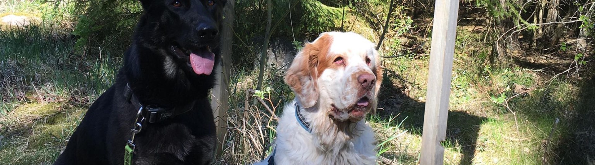 Två hundar som sitter vid en skogsstig