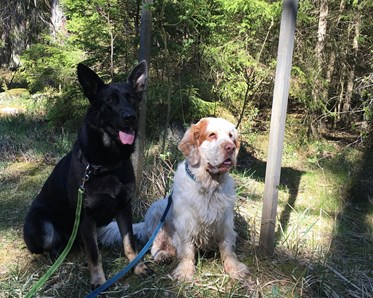 Två hundar som sitter vid en skogsstig