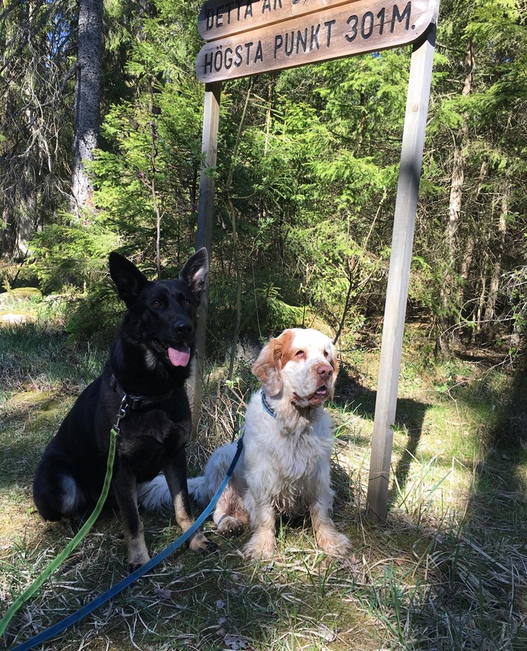 Två hundar som sitter vid en skogsstig