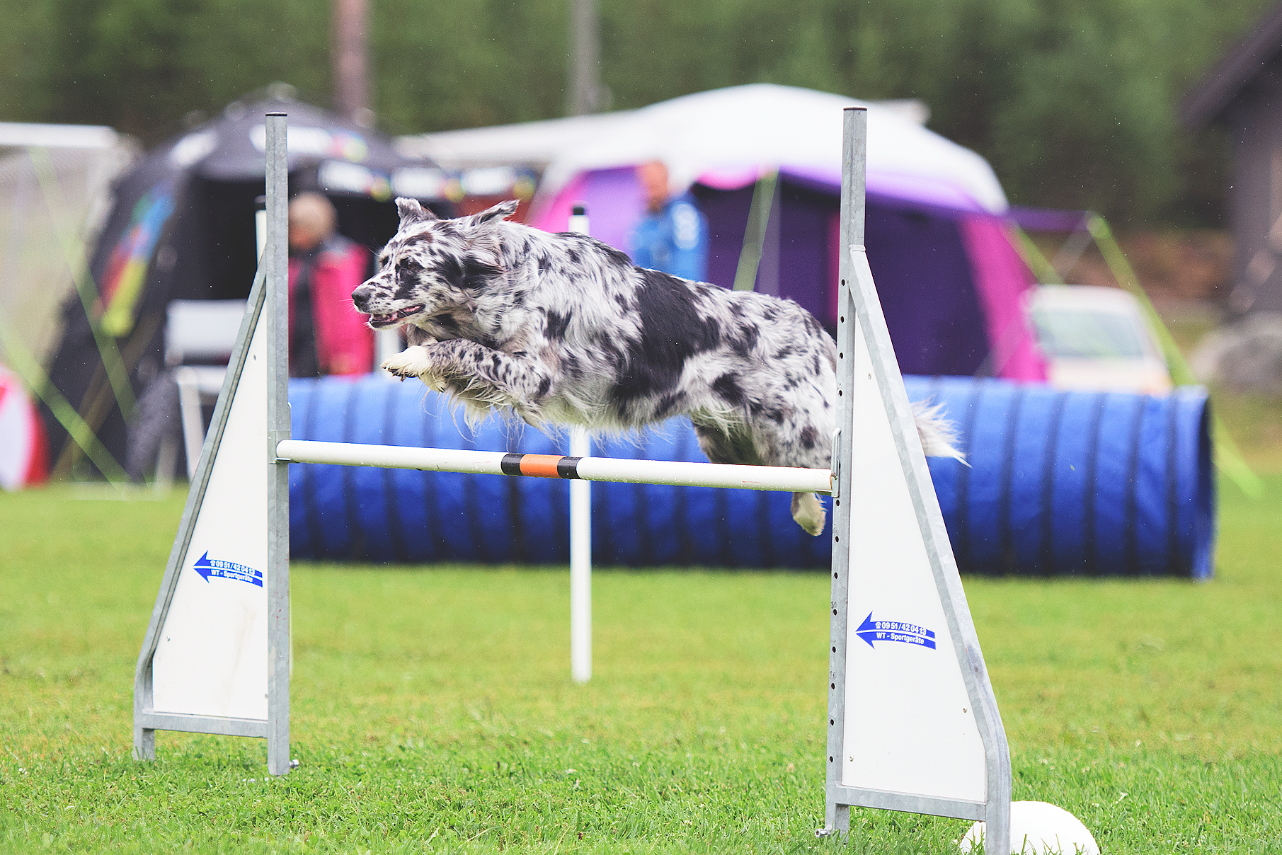 Hund hoppas över hinder
