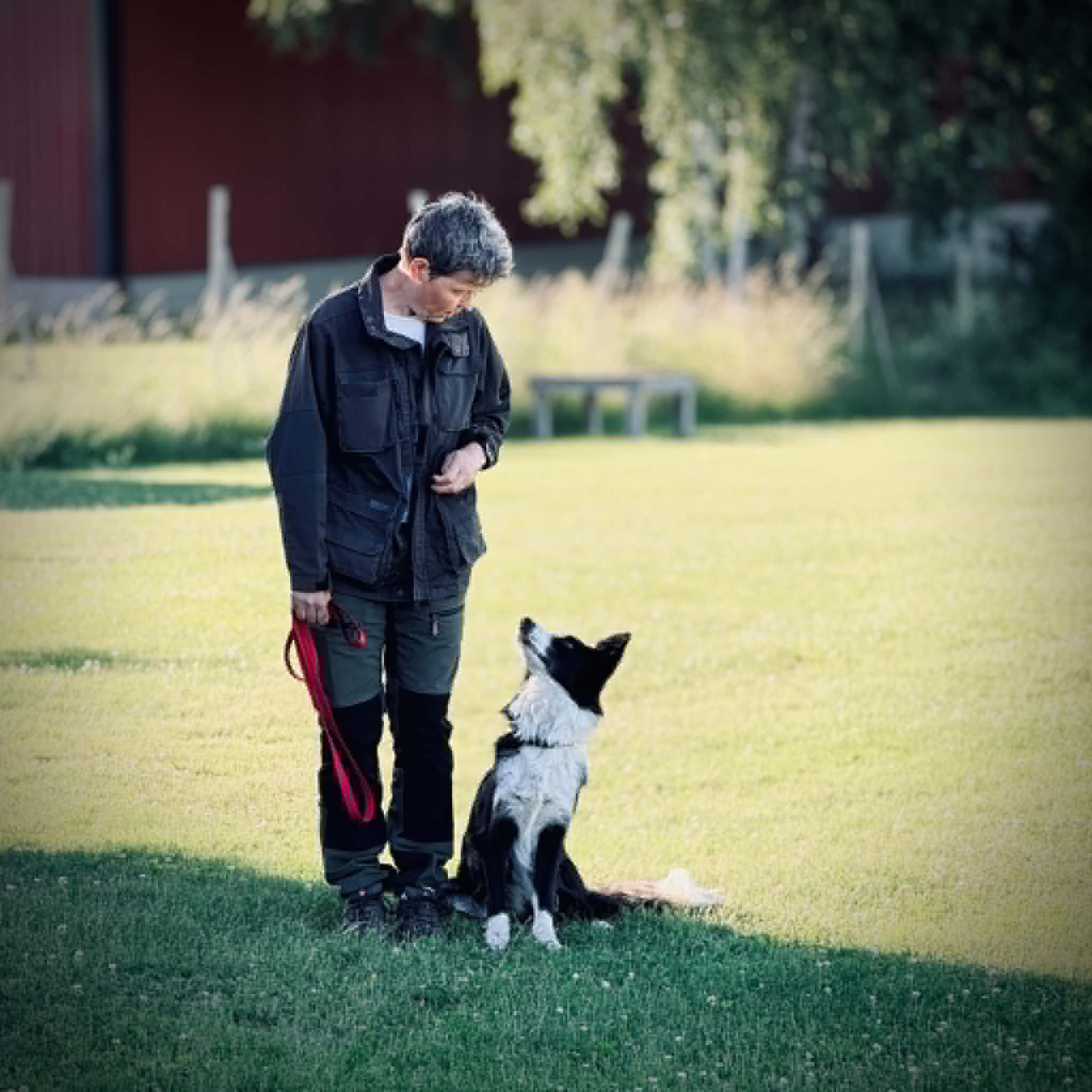 Hund och ägare tränar kontakt 