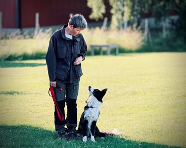 Hund och ägare tränar kontakt