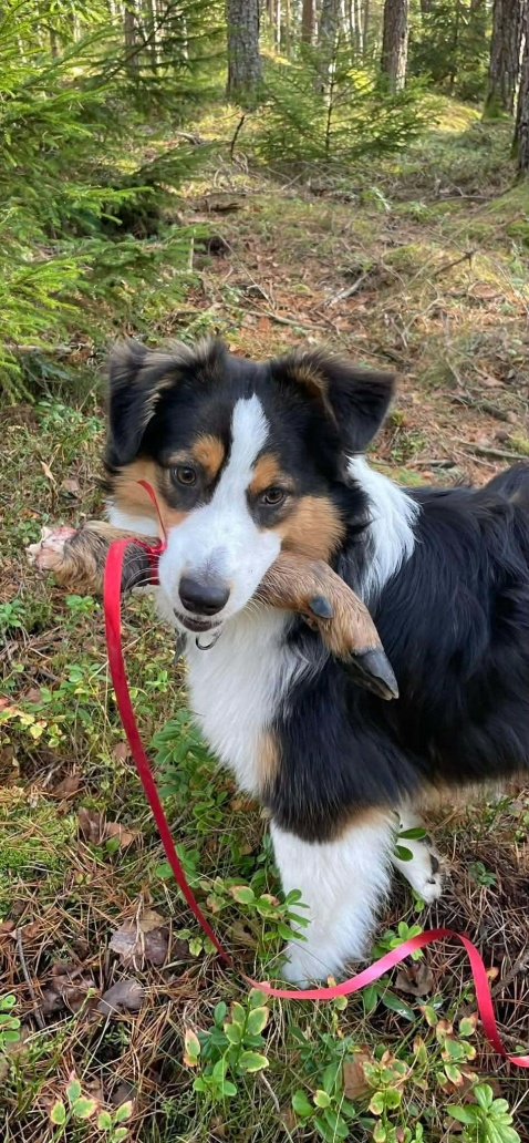 Hund som bär på en klöv