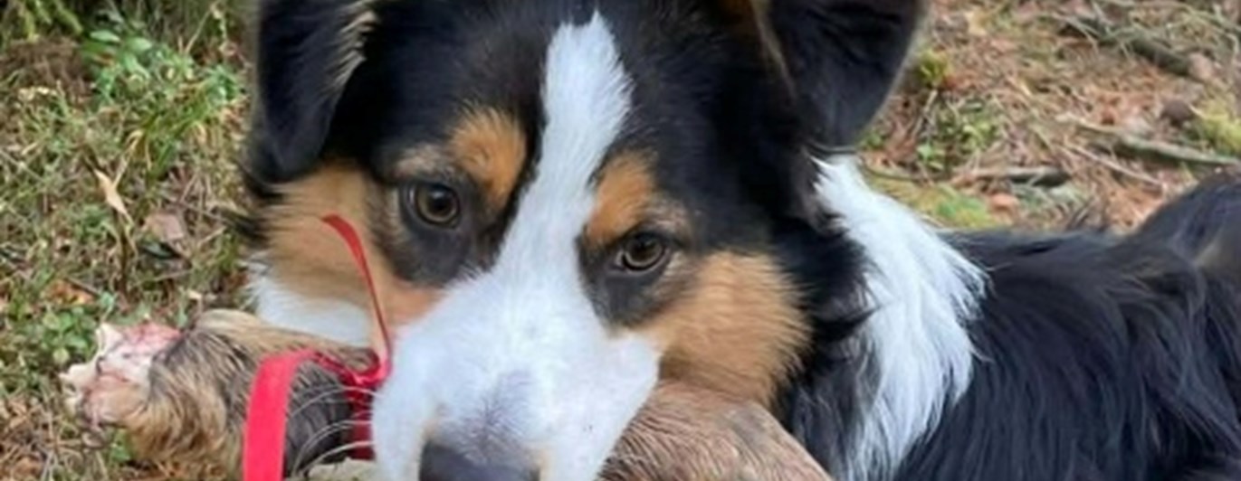 Hund som bär på en klöv