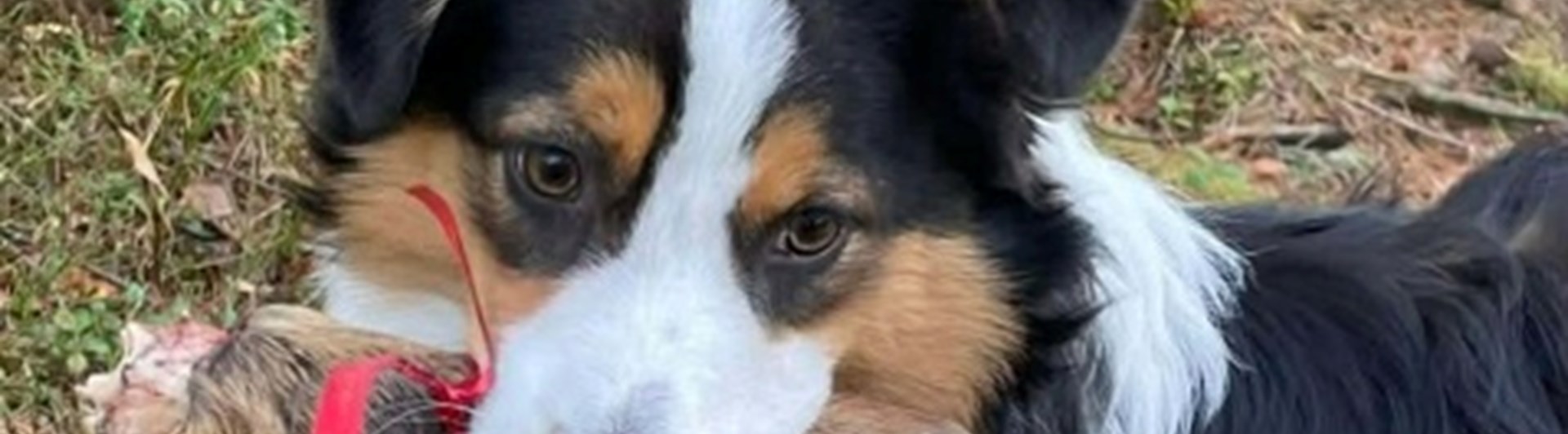 Hund som bär på en klöv