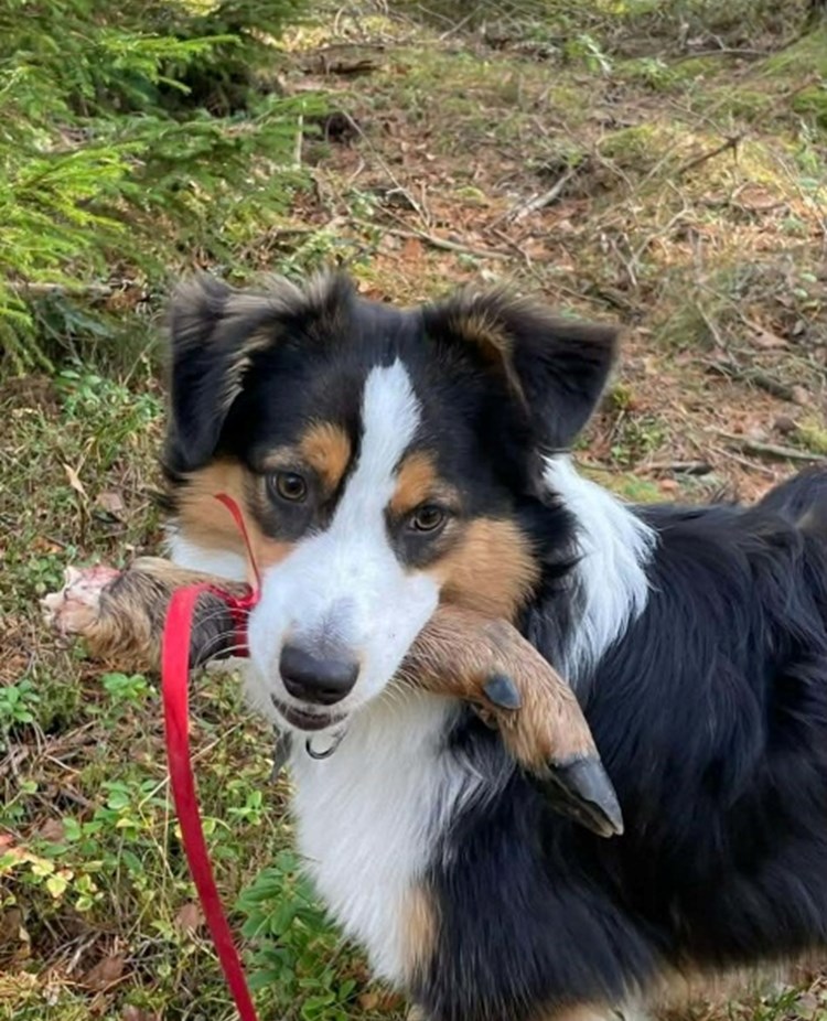 Hund som bär på en klöv