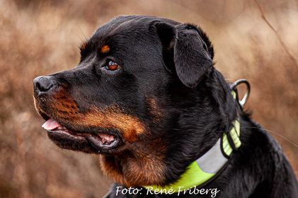 Närbild på rottweiler
