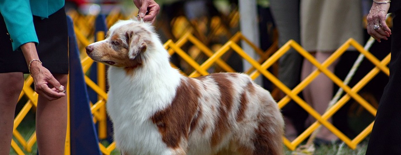 Australian Shepherd på Utställning