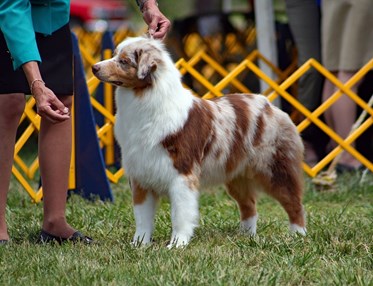 Australian Shepherd på Utställning