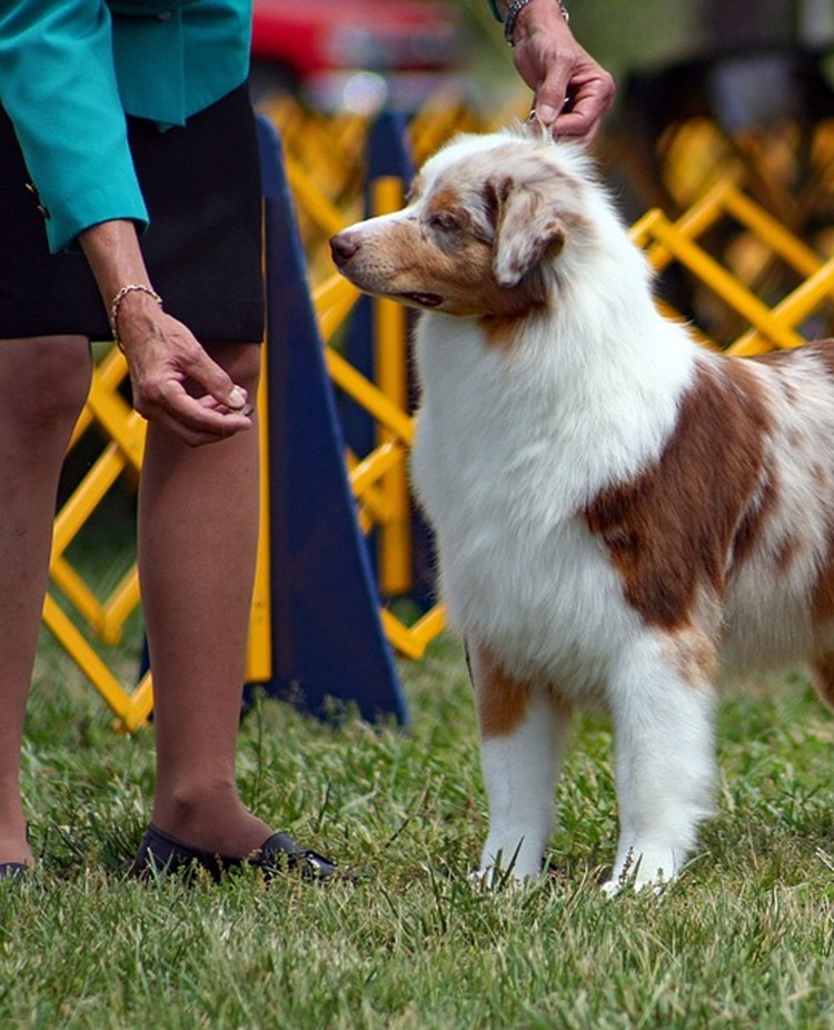 Australian Shepherd på Utställning