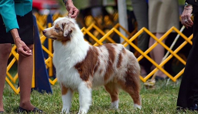 Australian Shepherd på Utställning