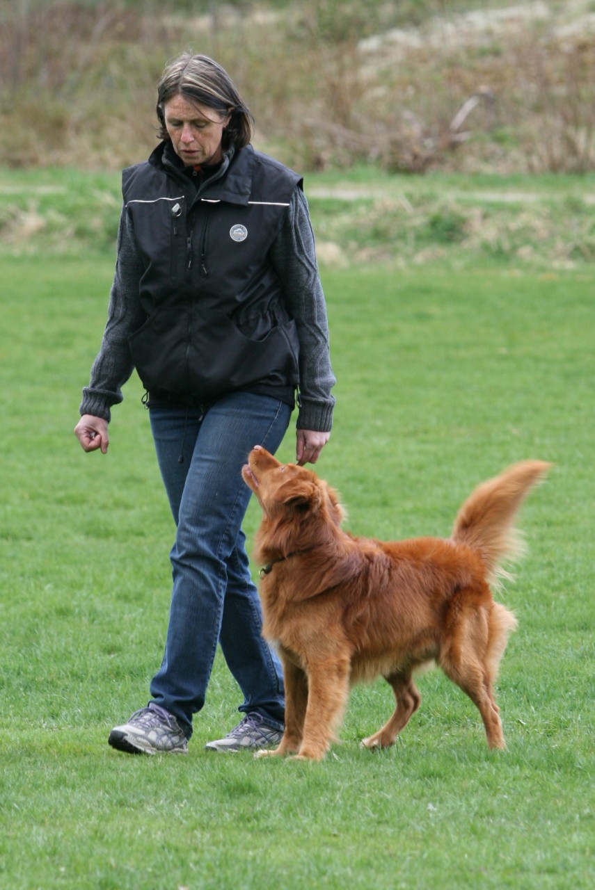 Rödbrun hund som går fot