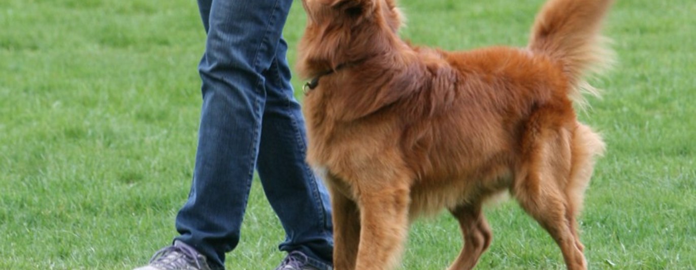 Rödbrun hund som går fot