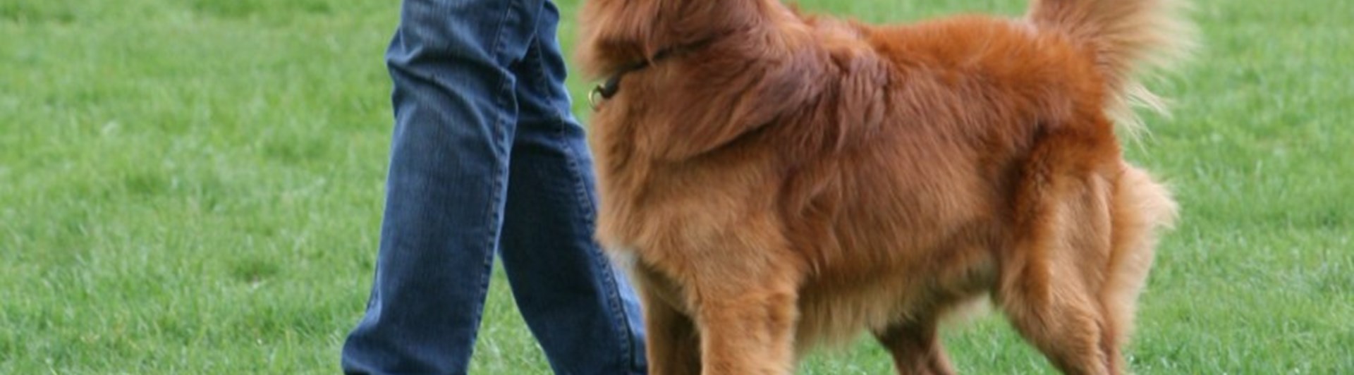 Rödbrun hund som går fot