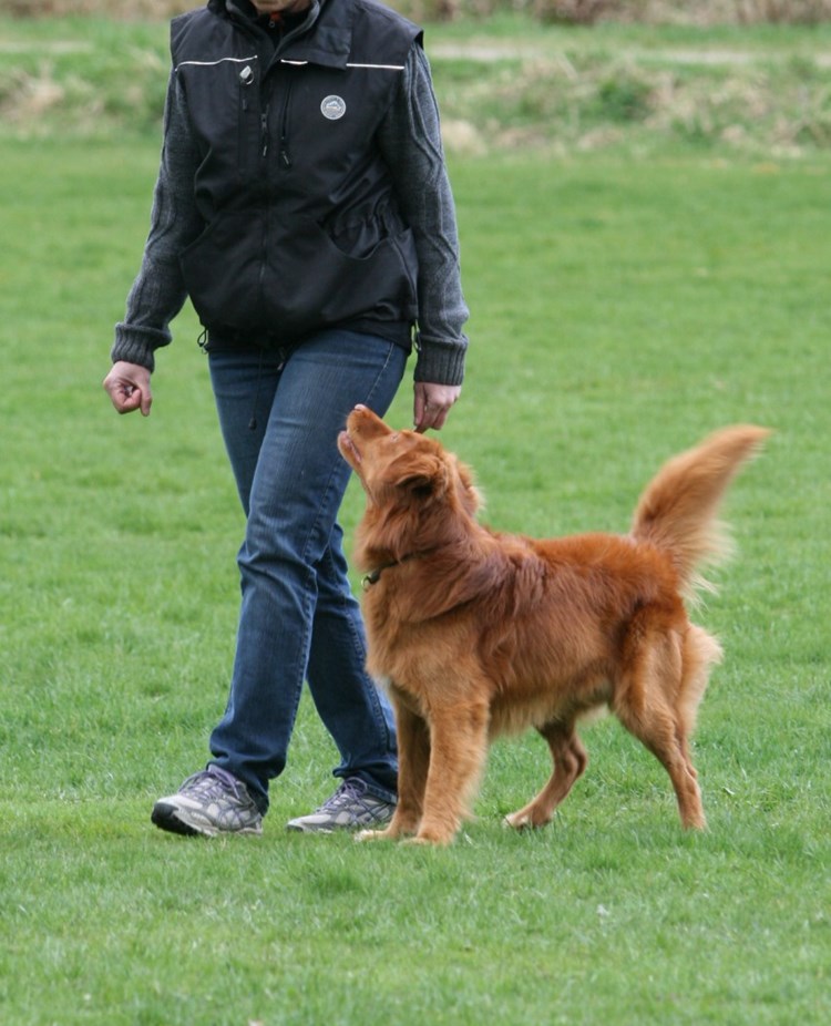 Rödbrun hund som går fot