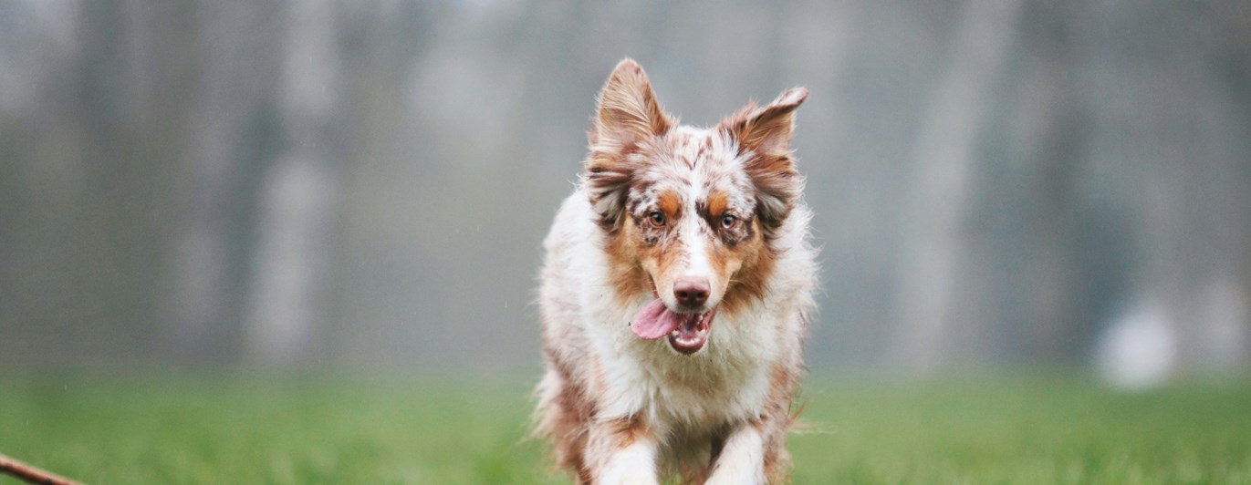 Brunvit hund springer mot kameran