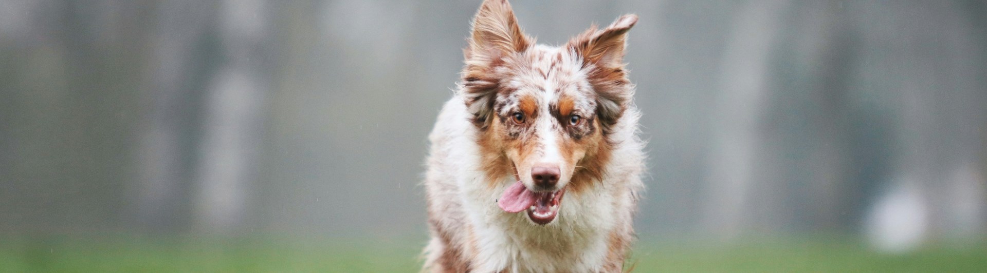 Brunvit hund springer mot kameran
