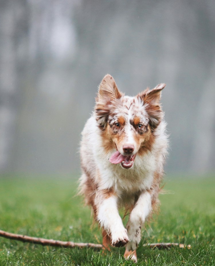 Brunvit hund springer mot kameran