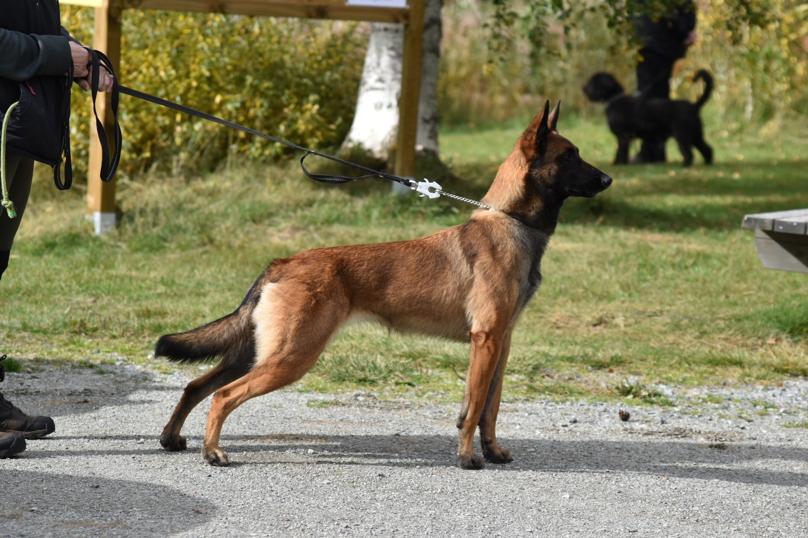 Isa, ras malinois.