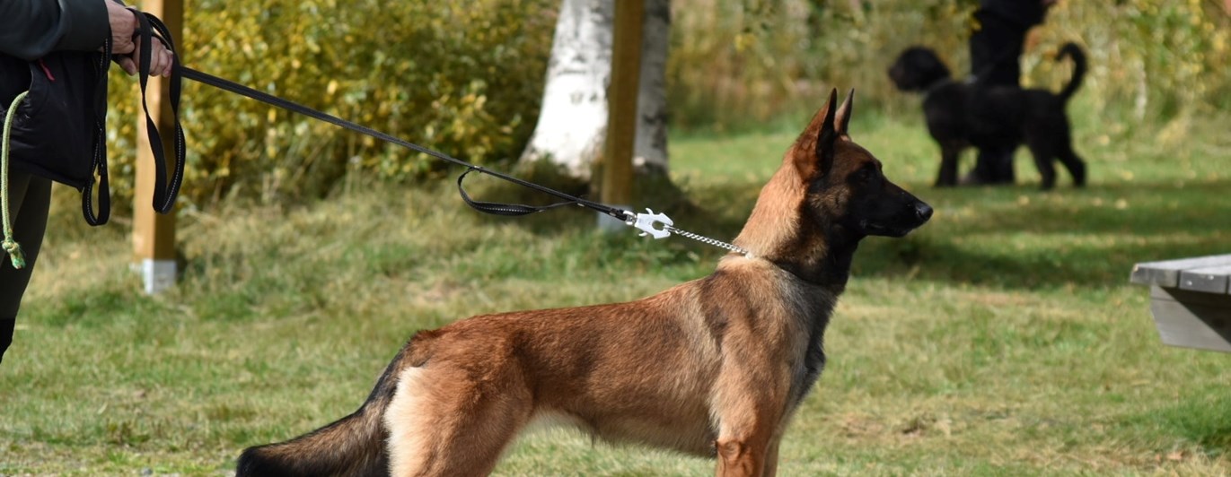 Isa, ras malinois.