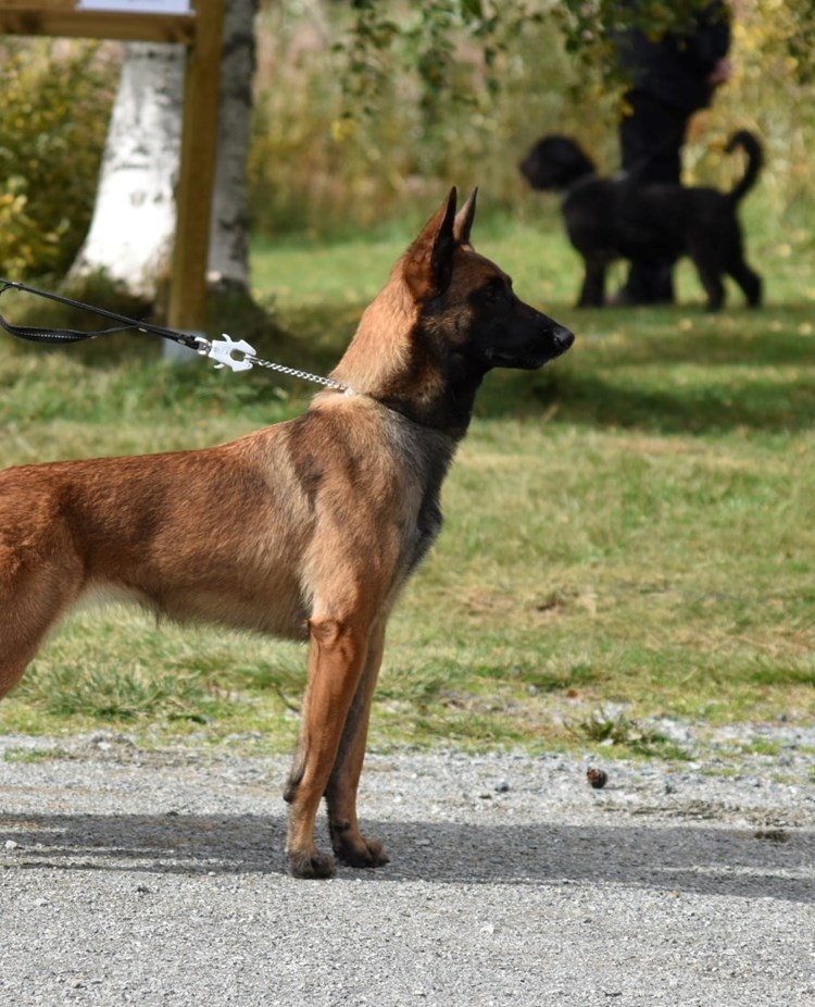 Isa, ras malinois.