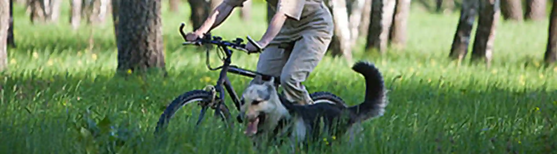 Cykling med hund i björkskog under ett uthållighetsprov (UHP)