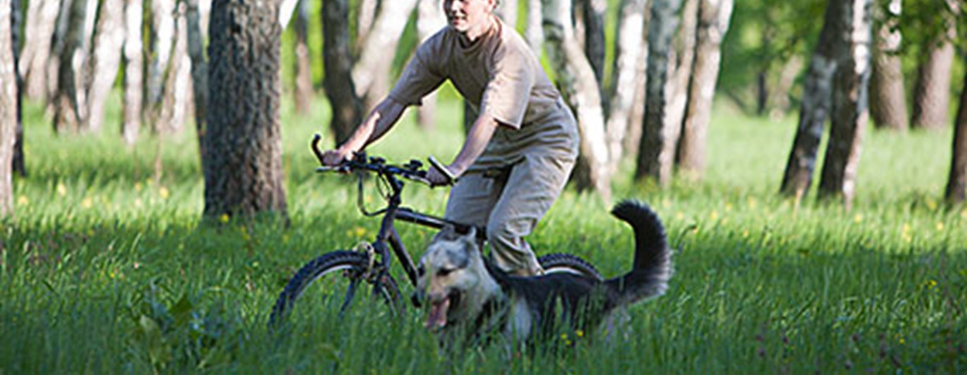 Cykling med hund i björkskog under ett uthållighetsprov (UHP)