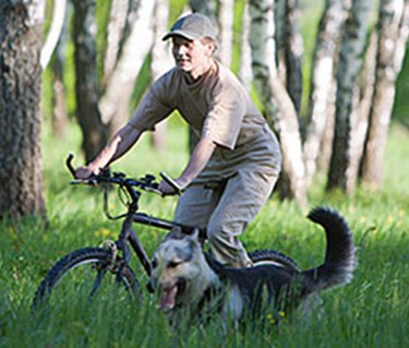 Cykling med hund i björkskog under ett uthållighetsprov (UHP)