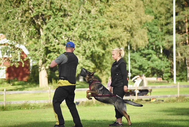 Överfall i korg. Svenskskydd