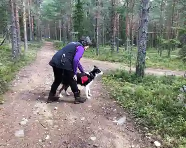 Hund med SBK-tjänstetecken står redo bredvid sin förare i skogen att springa ut till figurant i bruksgrenen sök. 