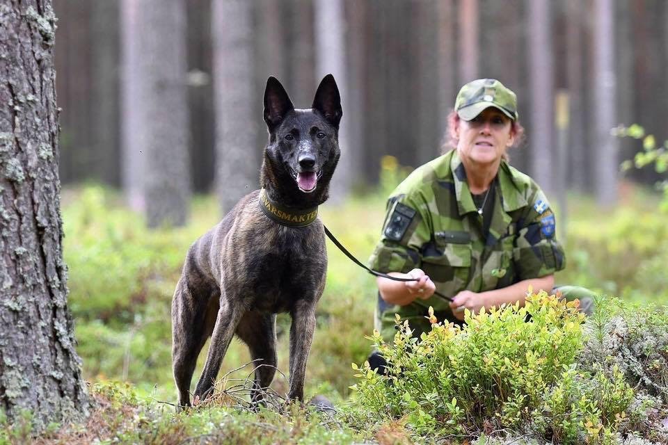 Patrullhund med förare