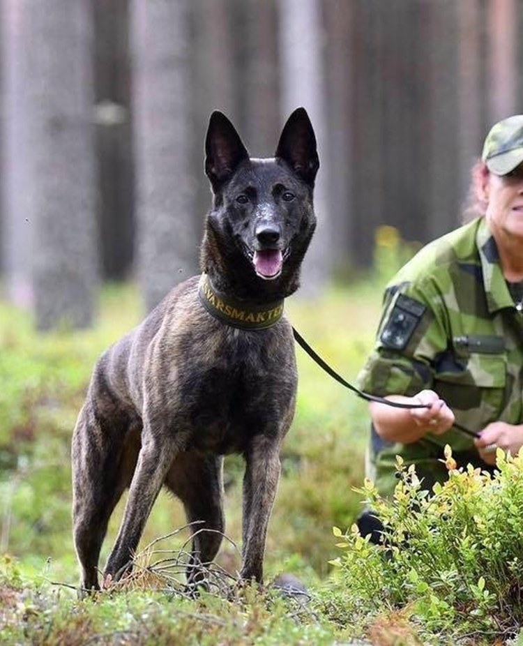 Patrullhund med förare