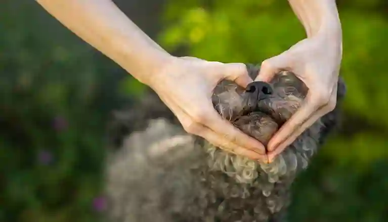 Matte gör en hjärta med händerna runt hundens nos